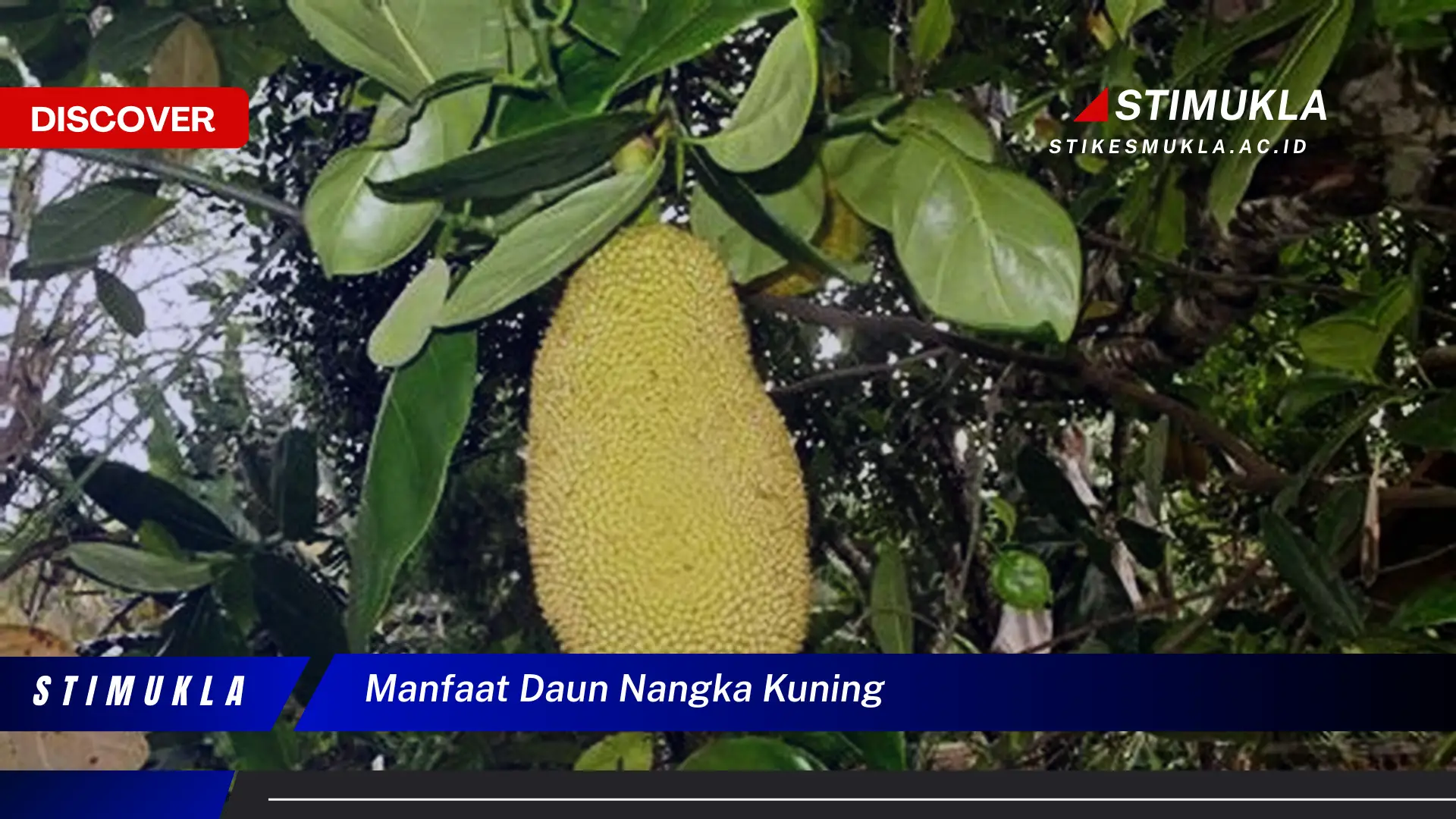 Ketahui 8 Manfaat Daun Nangka Kuning untuk Kesehatan Anda