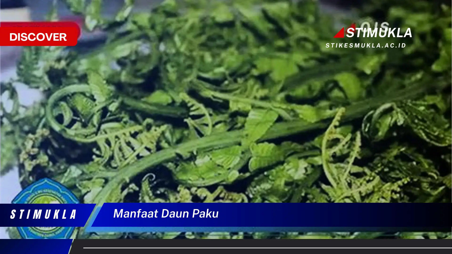 manfaat daun paku