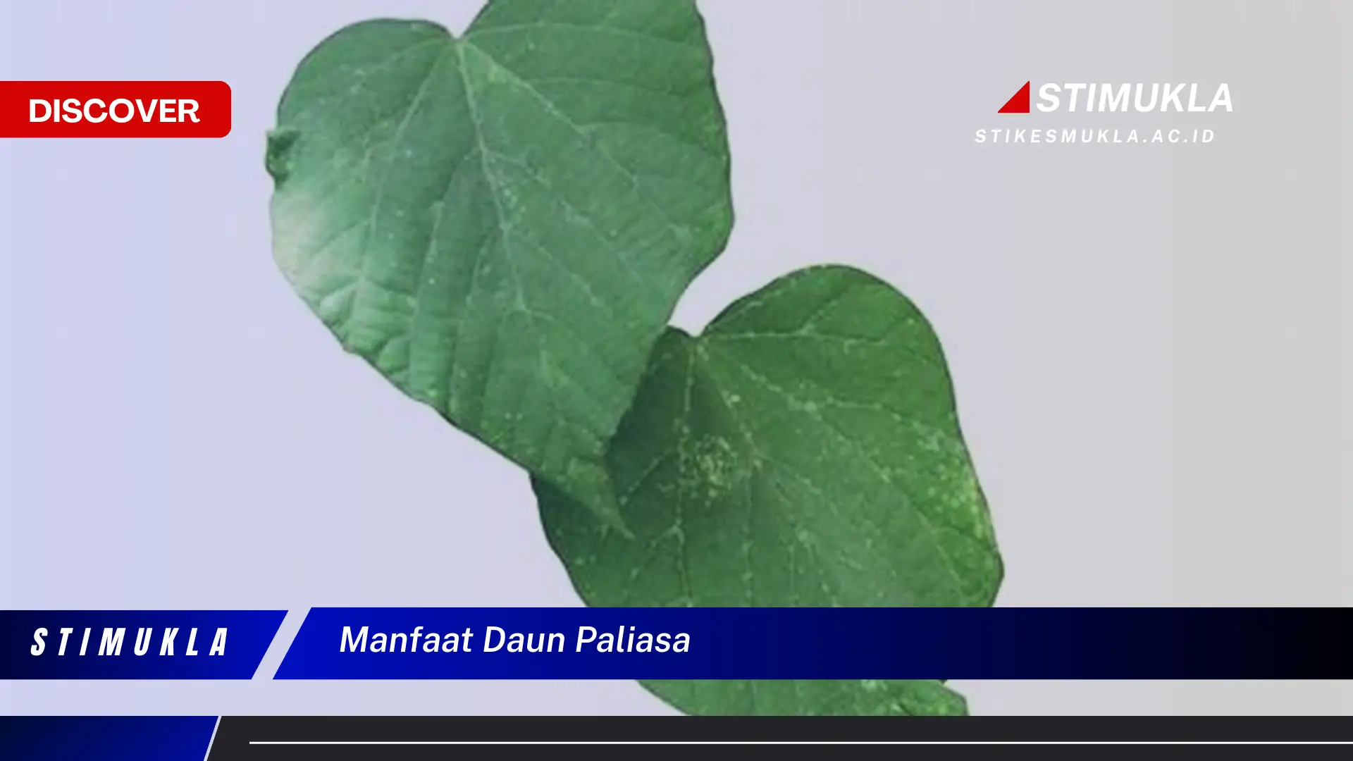 manfaat daun paliasa