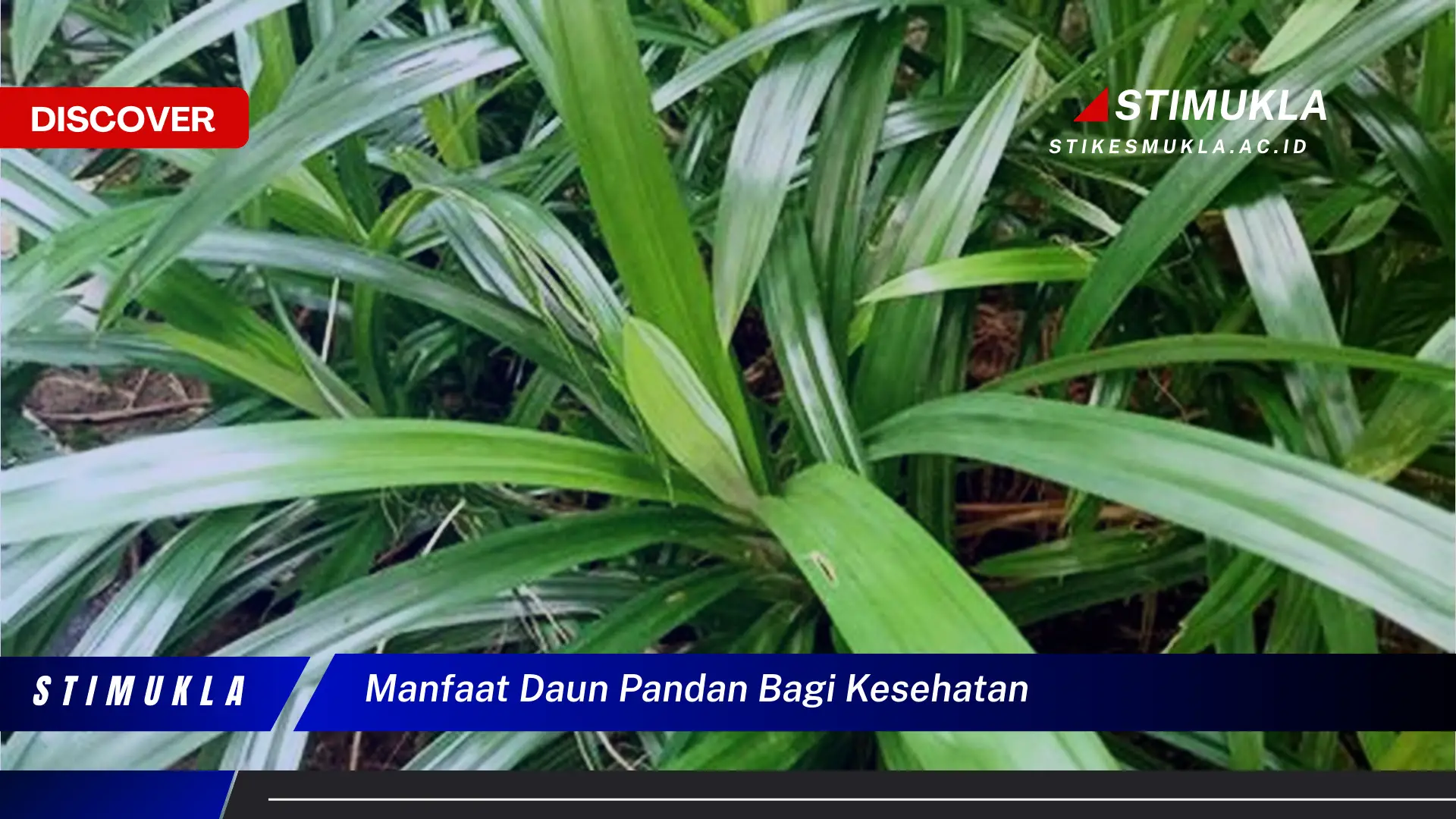 manfaat daun pandan bagi kesehatan