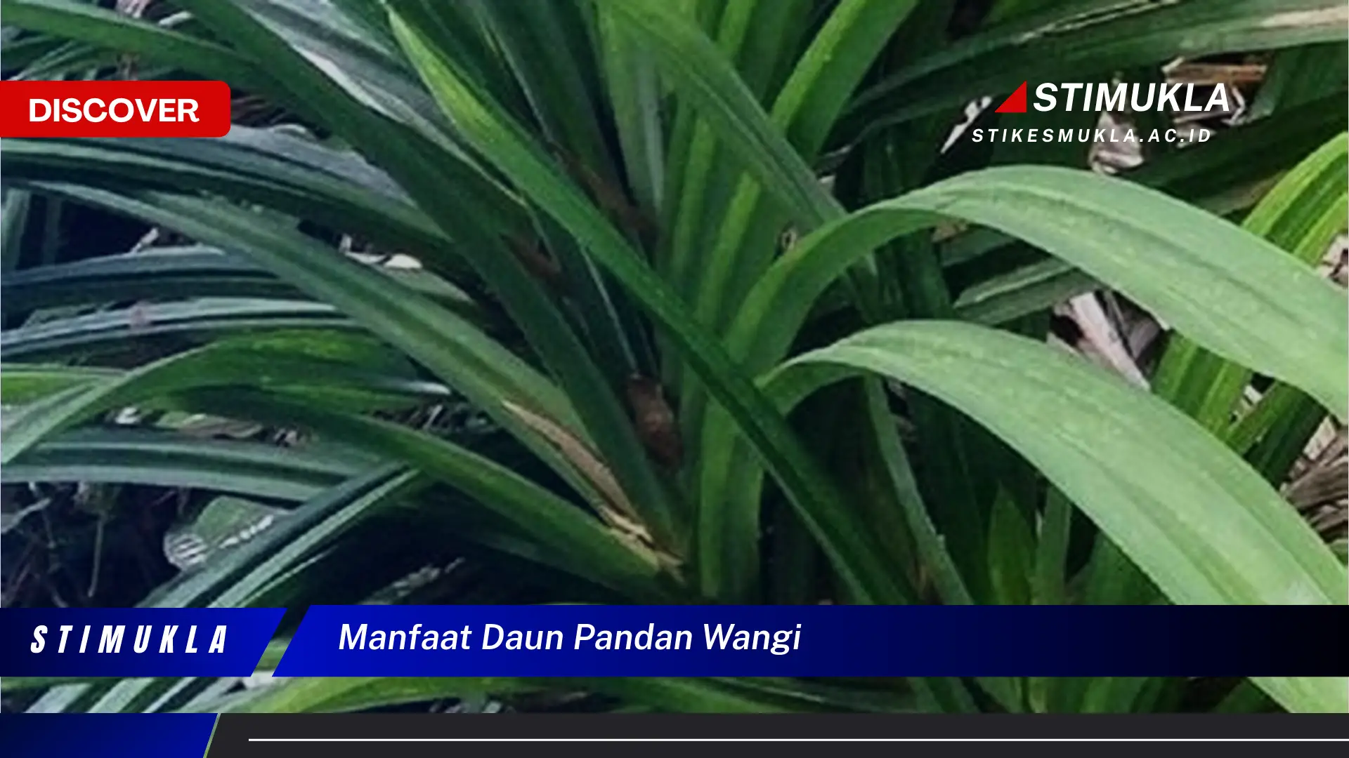 manfaat daun pandan wangi