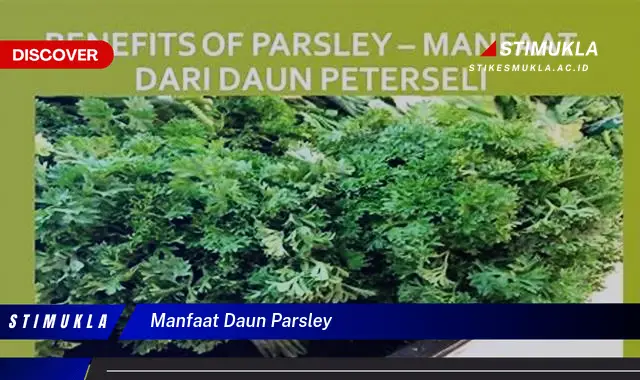 manfaat daun parsley