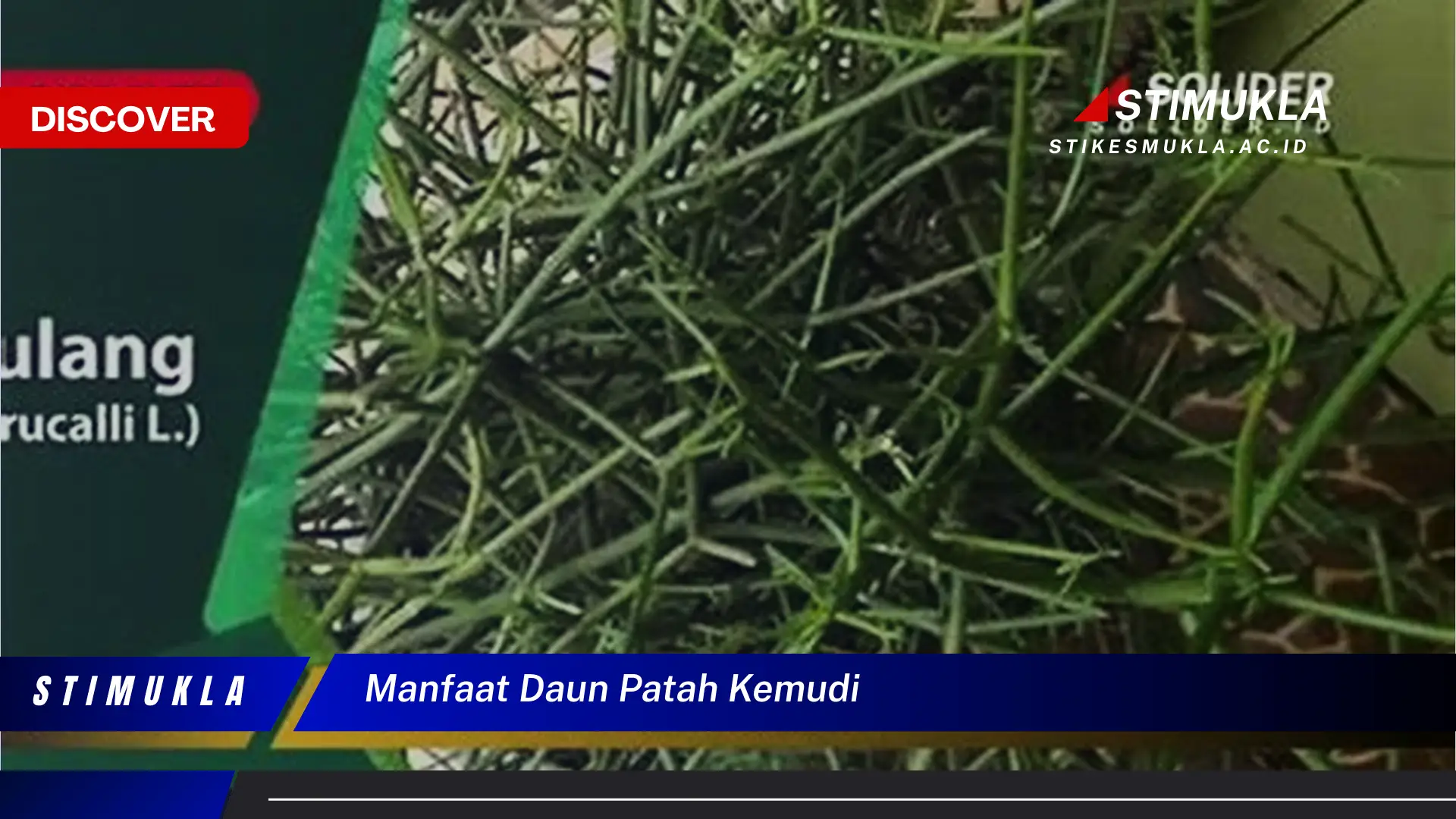 manfaat daun patah kemudi