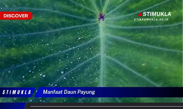 manfaat daun payung