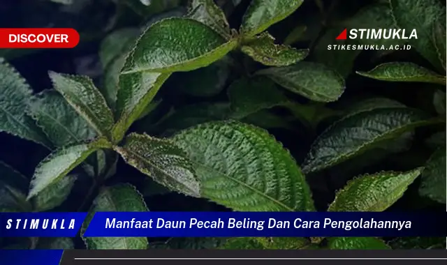 manfaat daun pecah beling dan cara pengolahannya