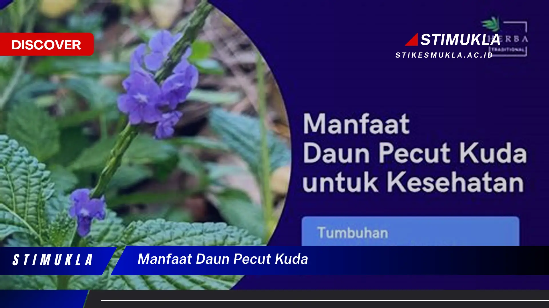 manfaat daun pecut kuda