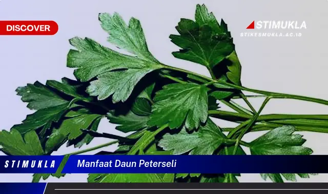 manfaat daun peterseli