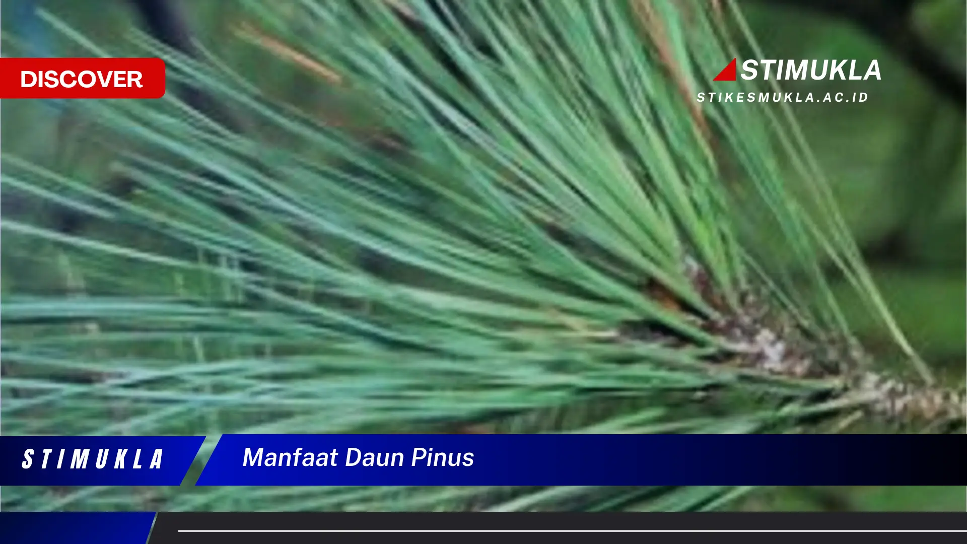 manfaat daun pinus