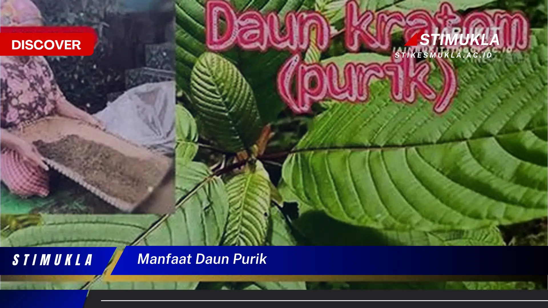 manfaat daun purik