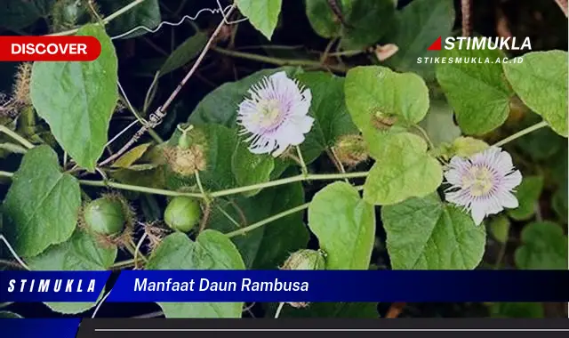 manfaat daun rambusa