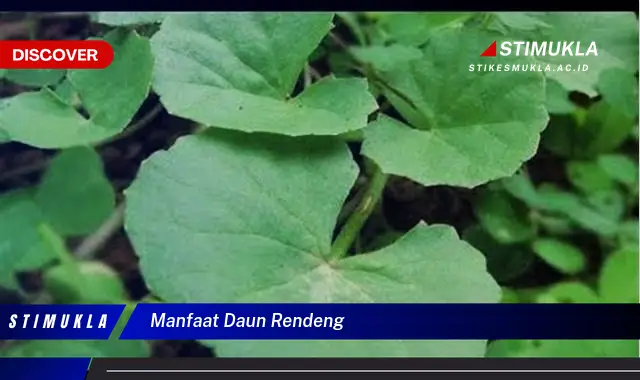 manfaat daun rendeng