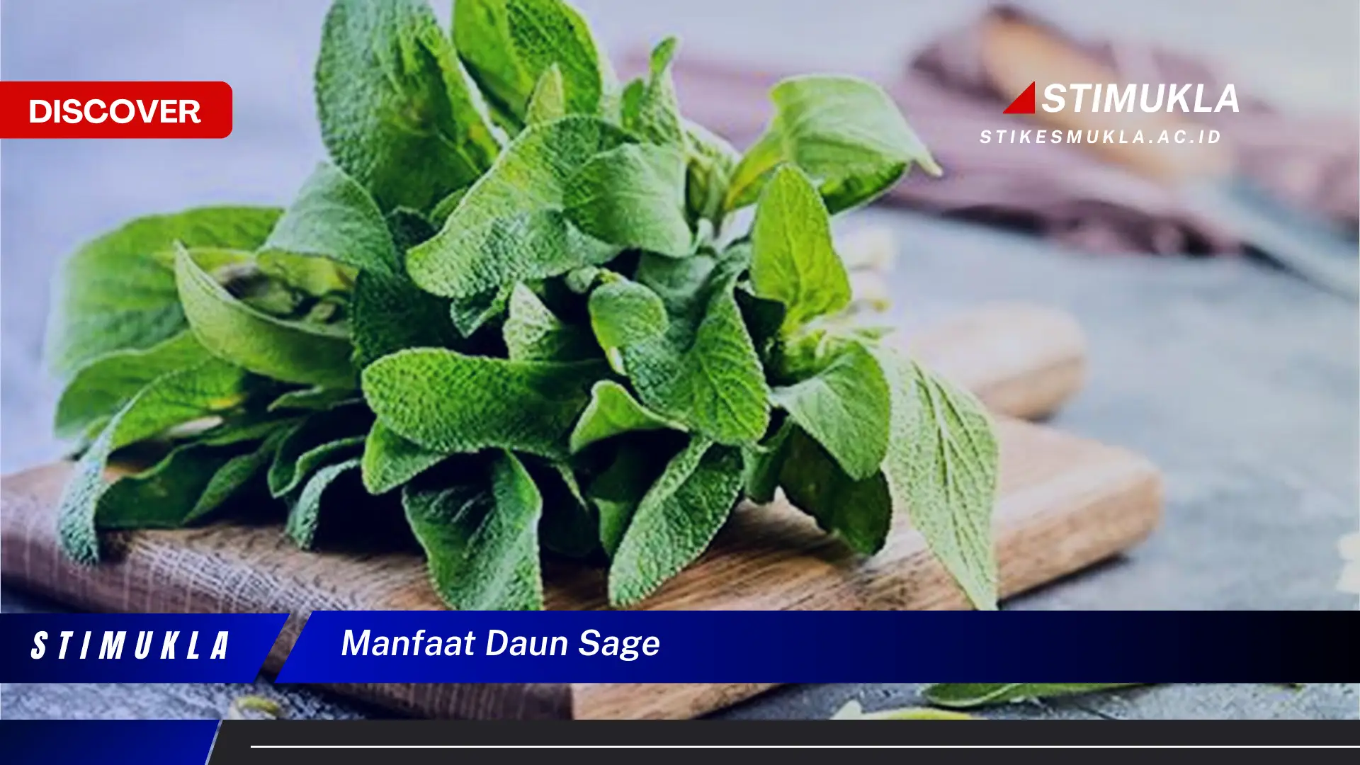 manfaat daun sage