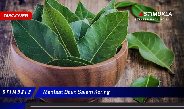 manfaat daun salam kering