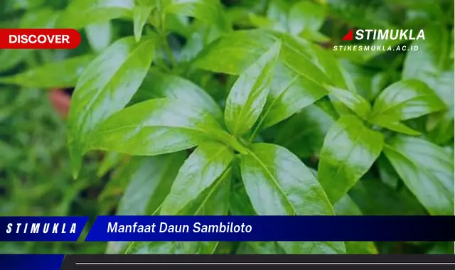 manfaat daun sambiloto