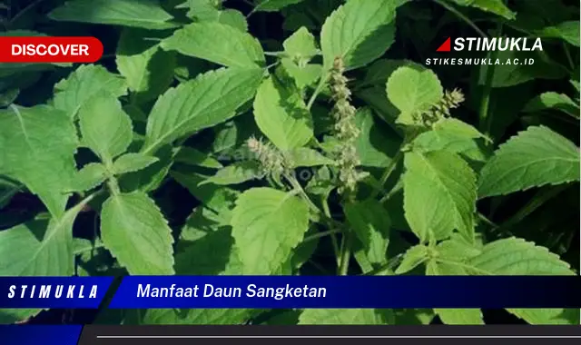 manfaat daun sangketan