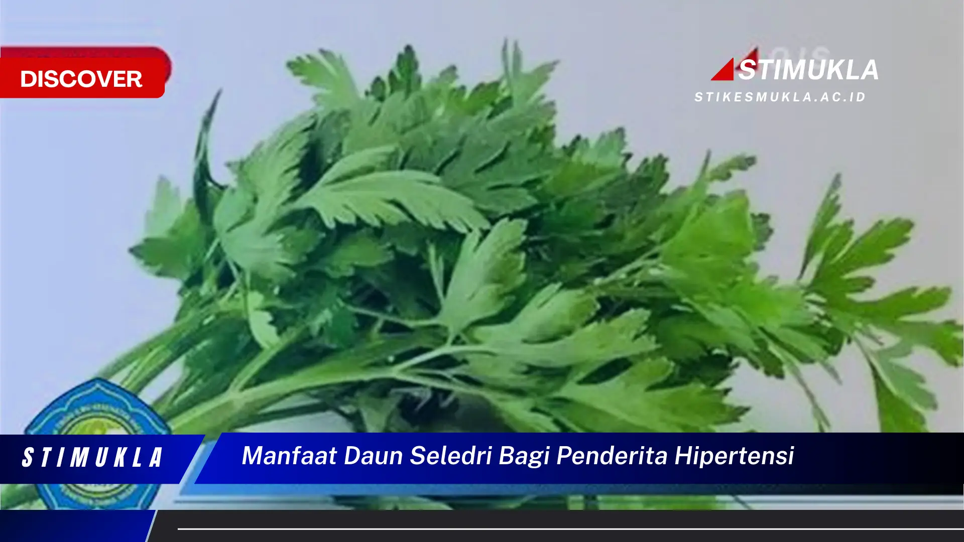 manfaat daun seledri bagi penderita hipertensi