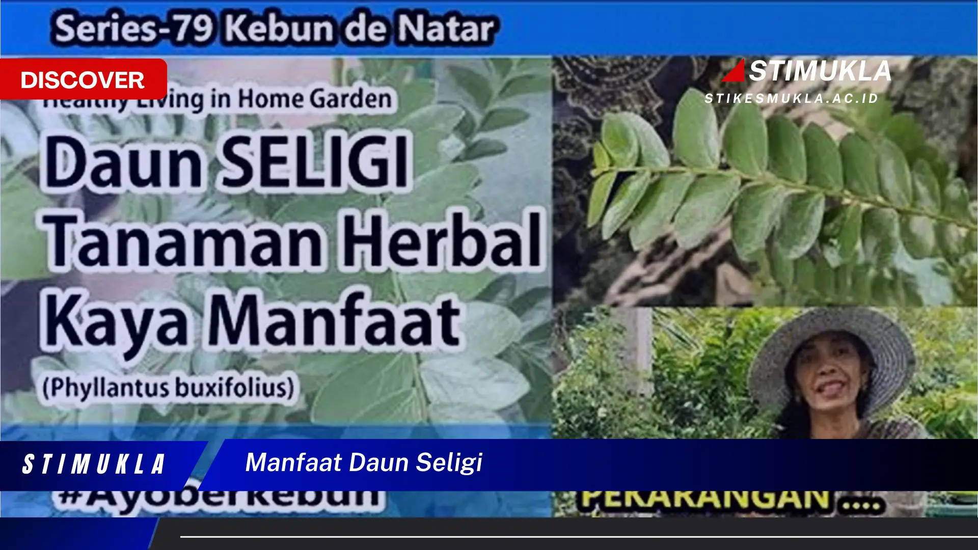 manfaat daun seligi