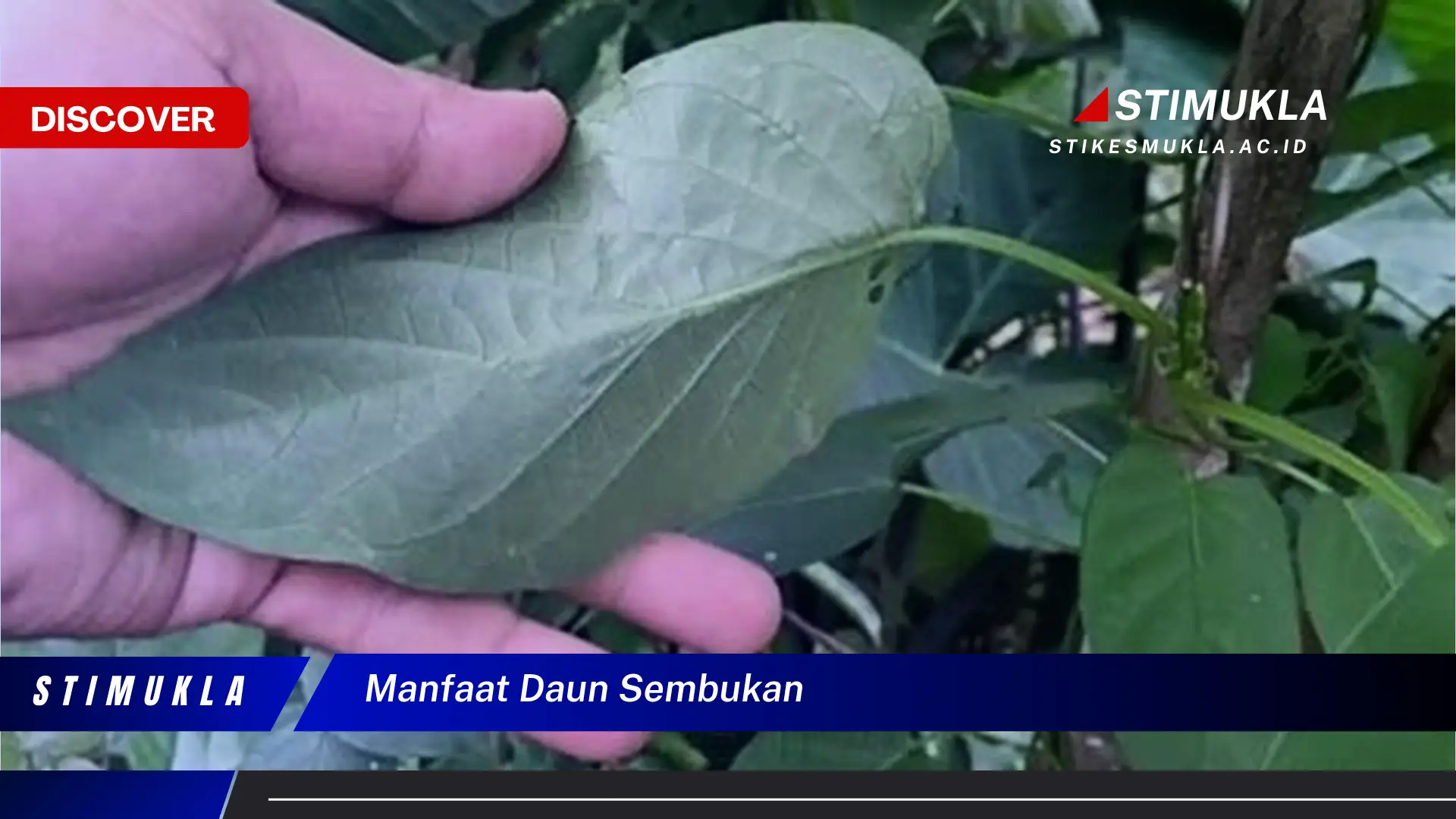 manfaat daun sembukan