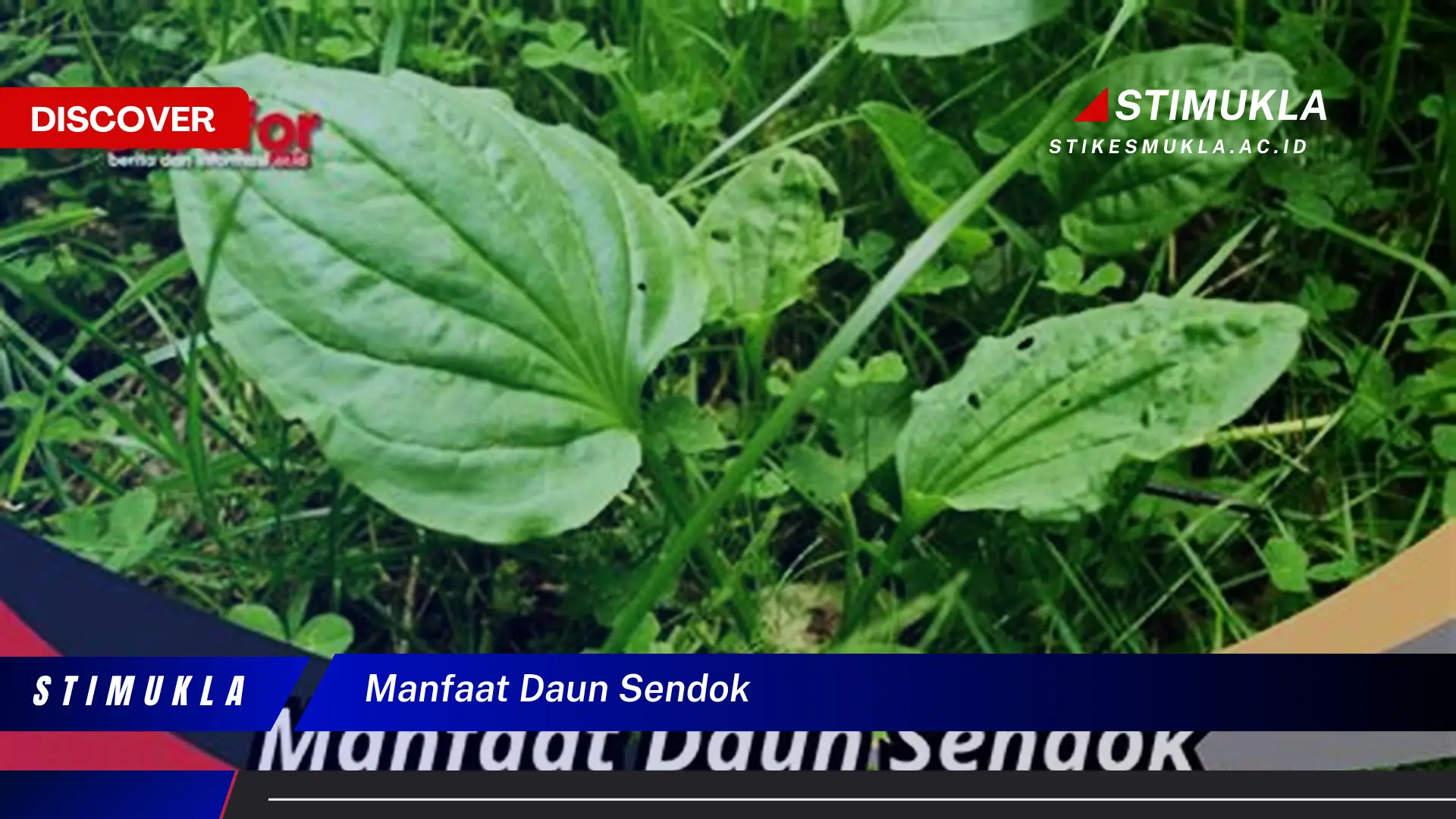 manfaat daun sendok