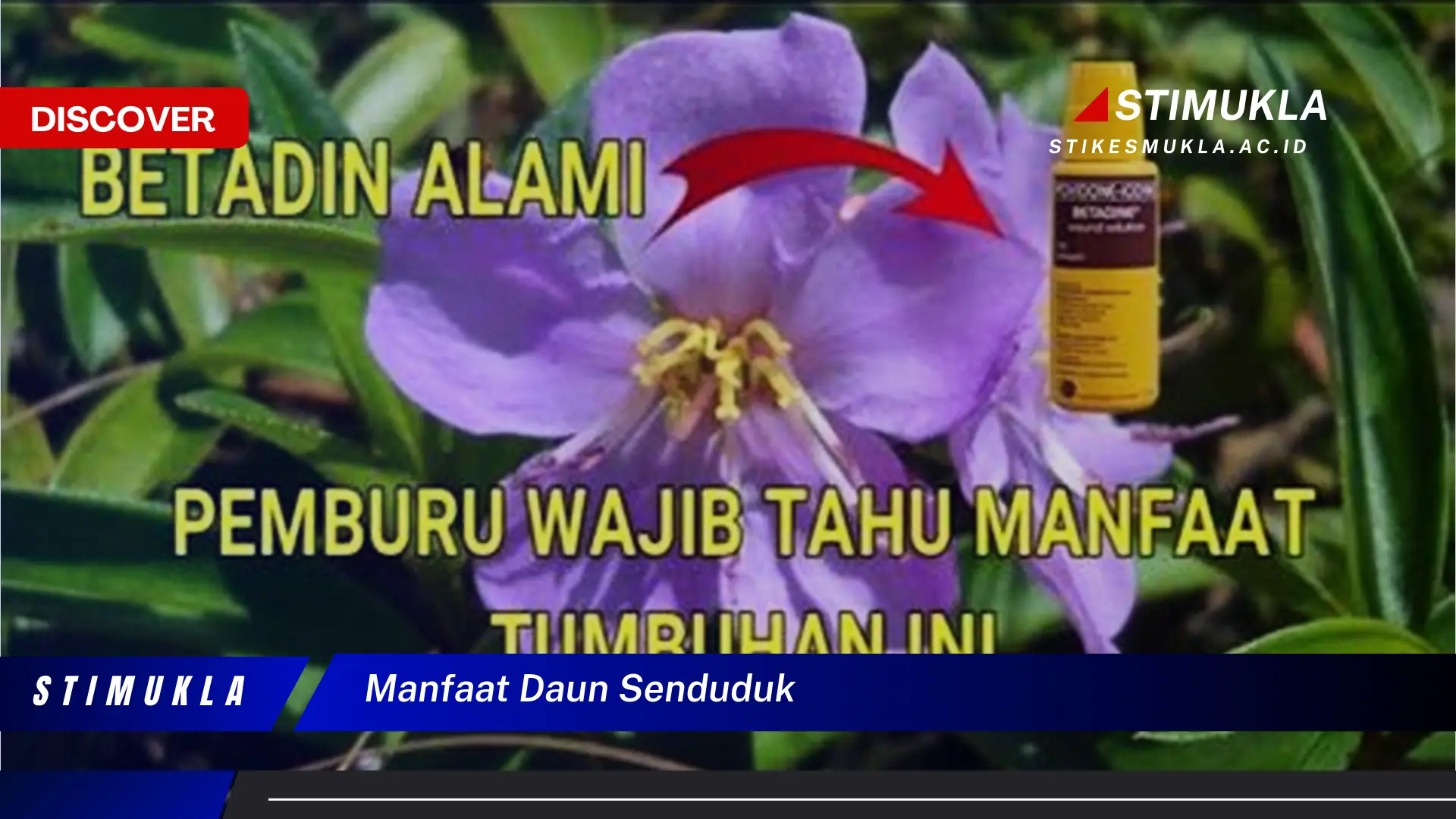 Ketahui 10 Manfaat Daun Senduduk untuk Kesehatan dan Kecantikan