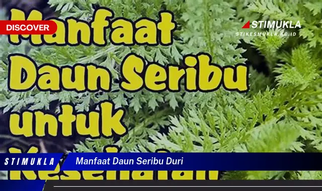 manfaat daun seribu duri