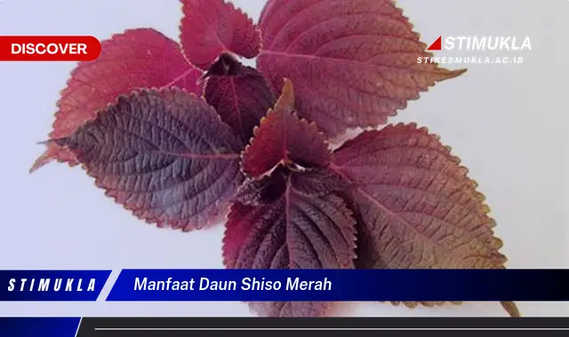 manfaat daun shiso merah