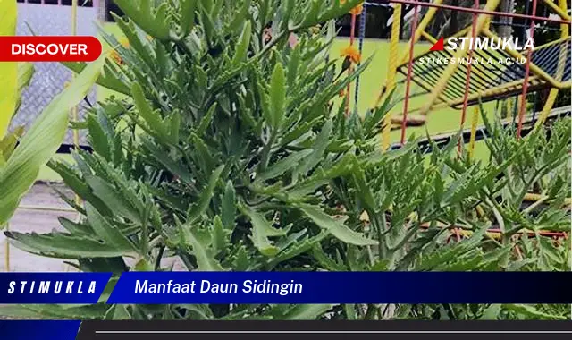 manfaat daun sidingin