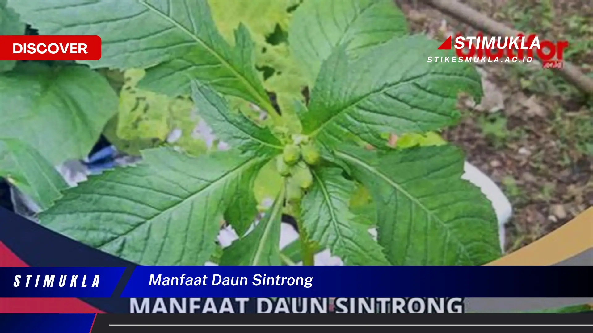 manfaat daun sintrong