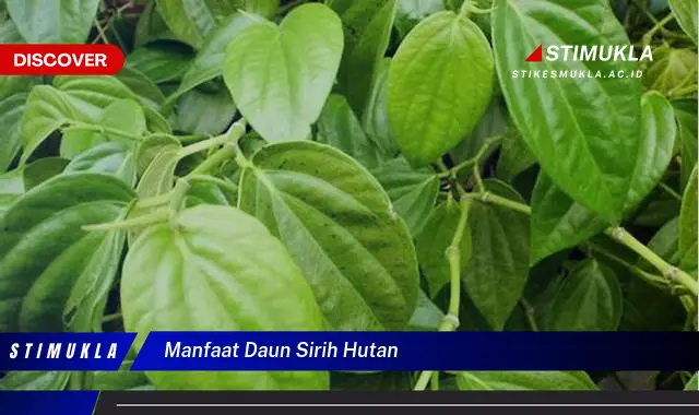 manfaat daun sirih hutan