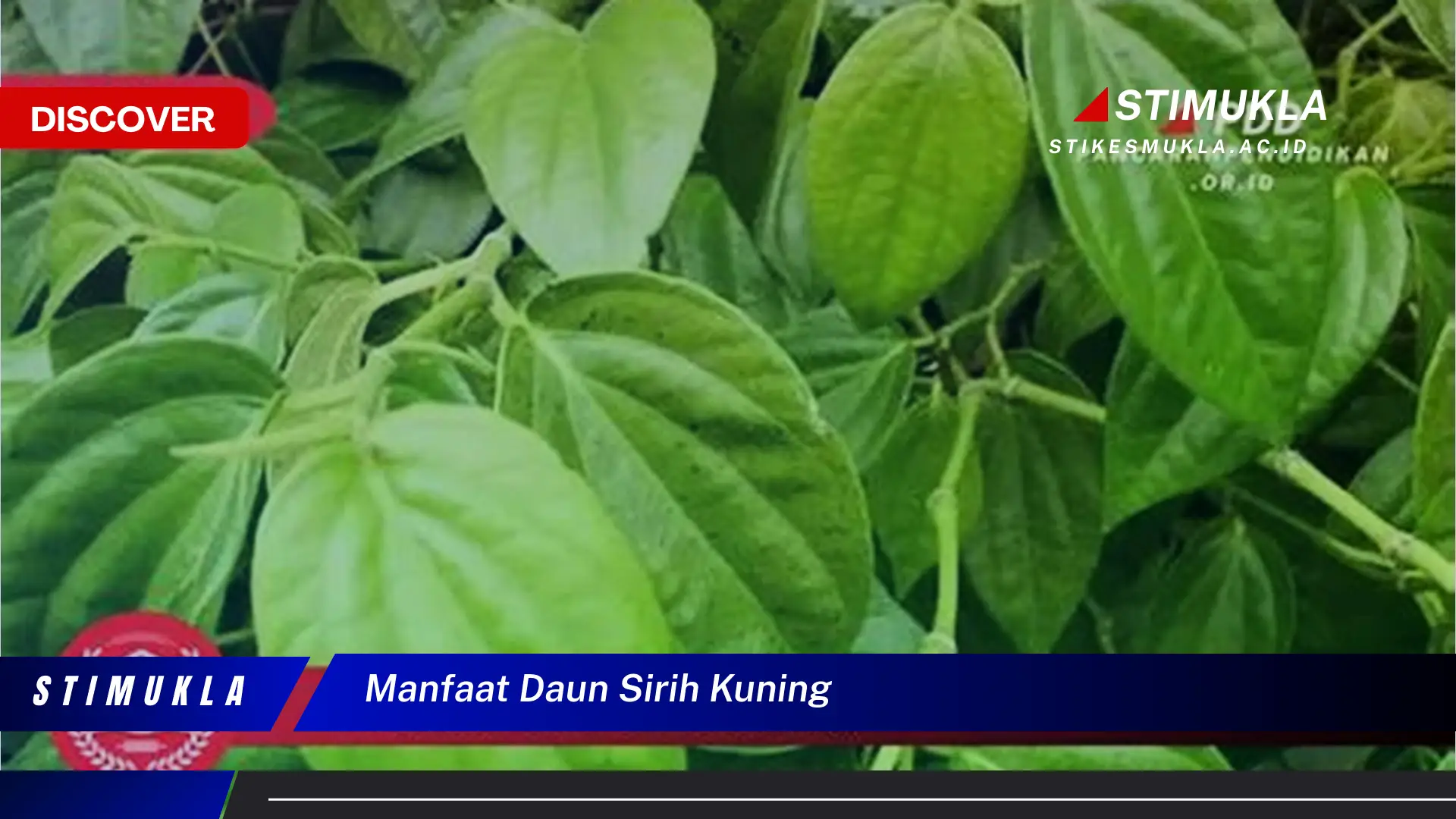 manfaat daun sirih kuning