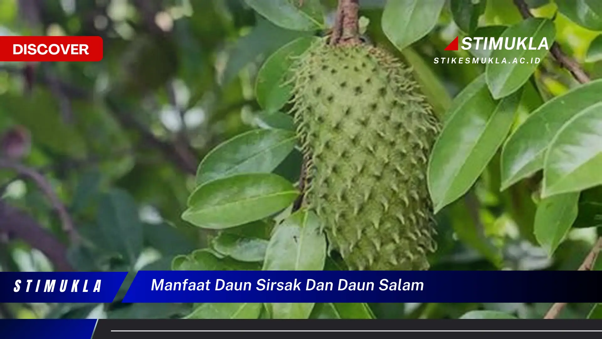 manfaat daun sirsak dan daun salam