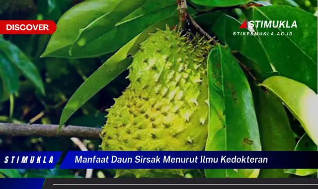 manfaat daun sirsak menurut ilmu kedokteran