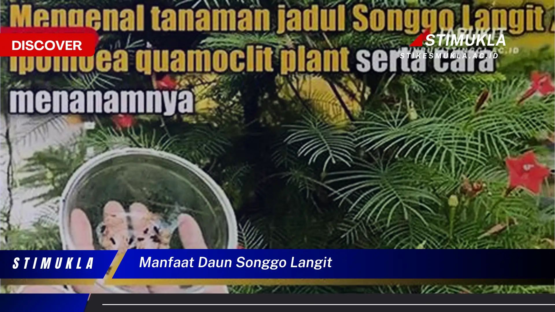 manfaat daun songgo langit