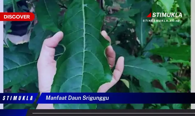 manfaat daun srigunggu