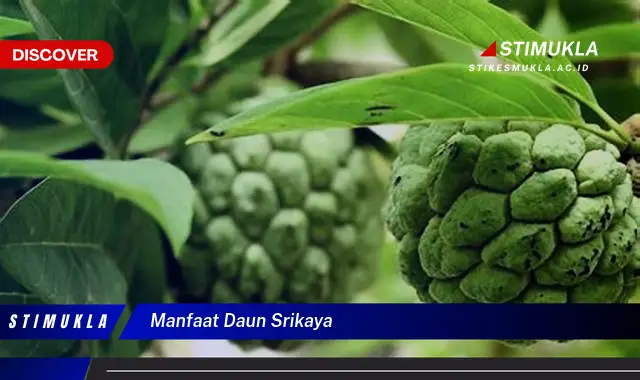 manfaat daun srikaya