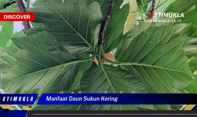 manfaat daun sukun kering