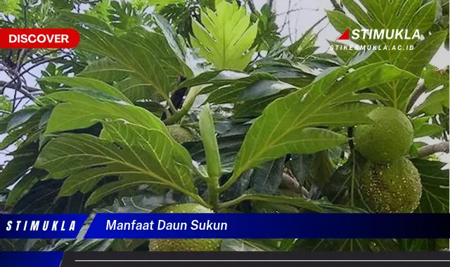 manfaat daun sukun