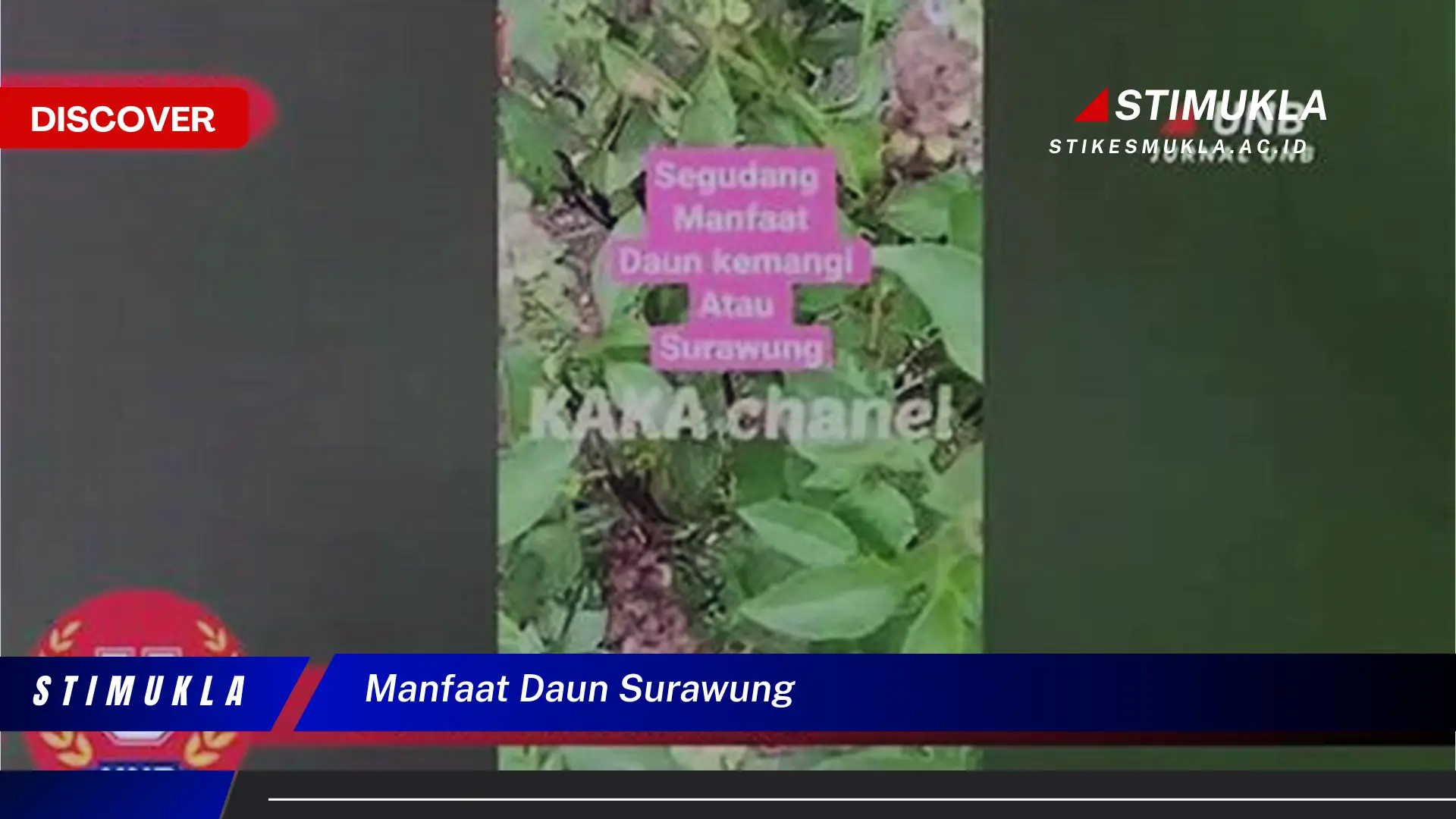 manfaat daun surawung