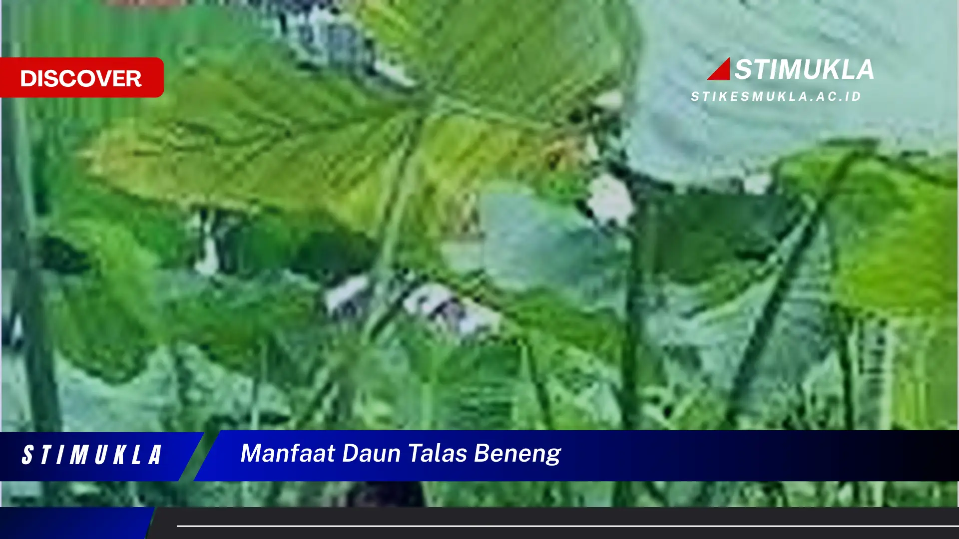 manfaat daun talas beneng