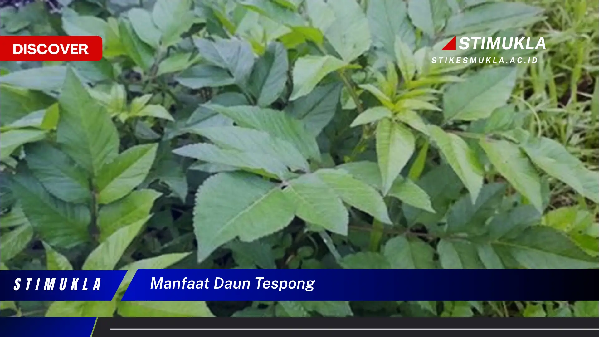 manfaat daun tespong