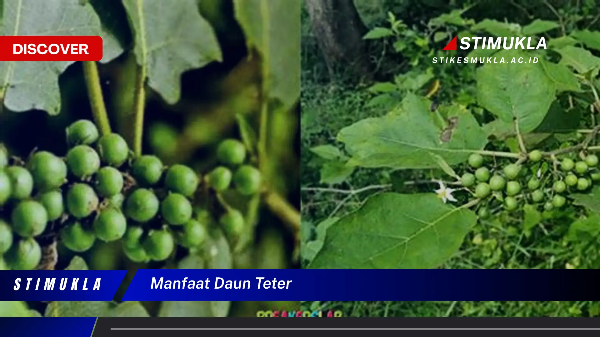 manfaat daun teter