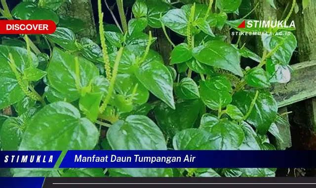 manfaat daun tumpangan air