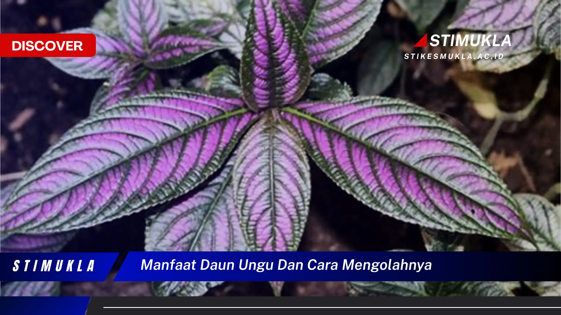 manfaat daun ungu dan cara mengolahnya