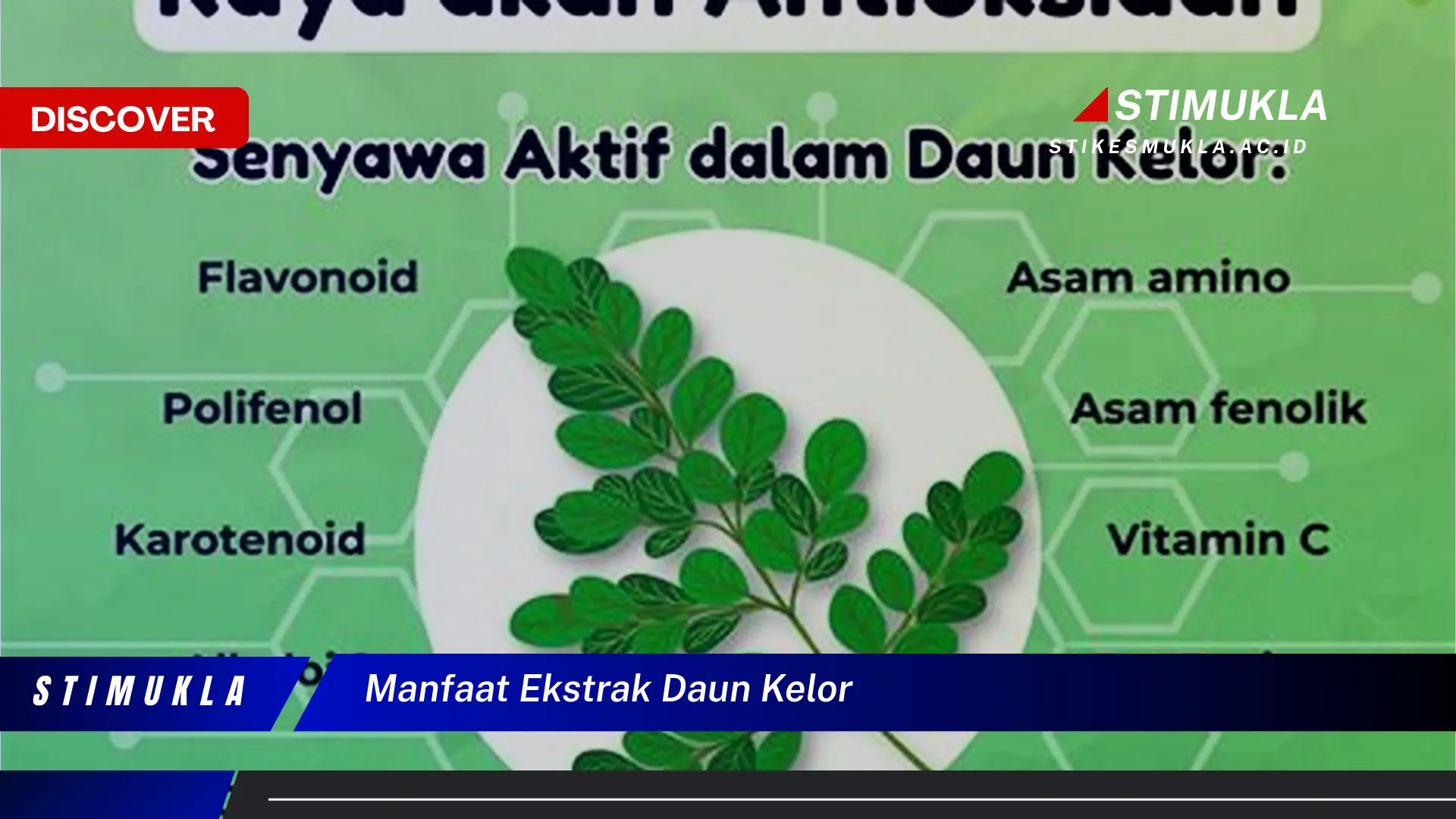 manfaat ekstrak daun kelor