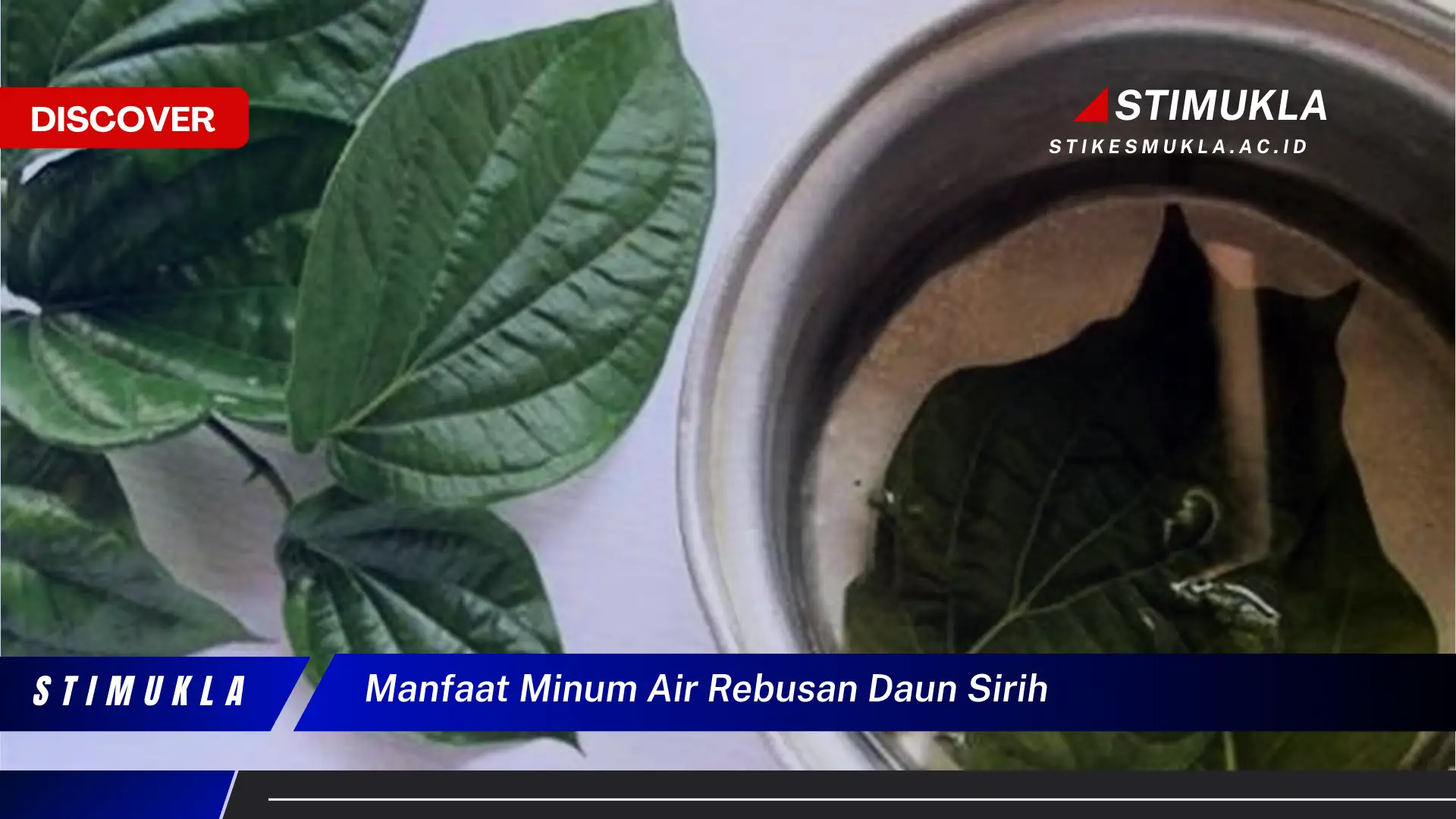 manfaat minum air rebusan daun sirih