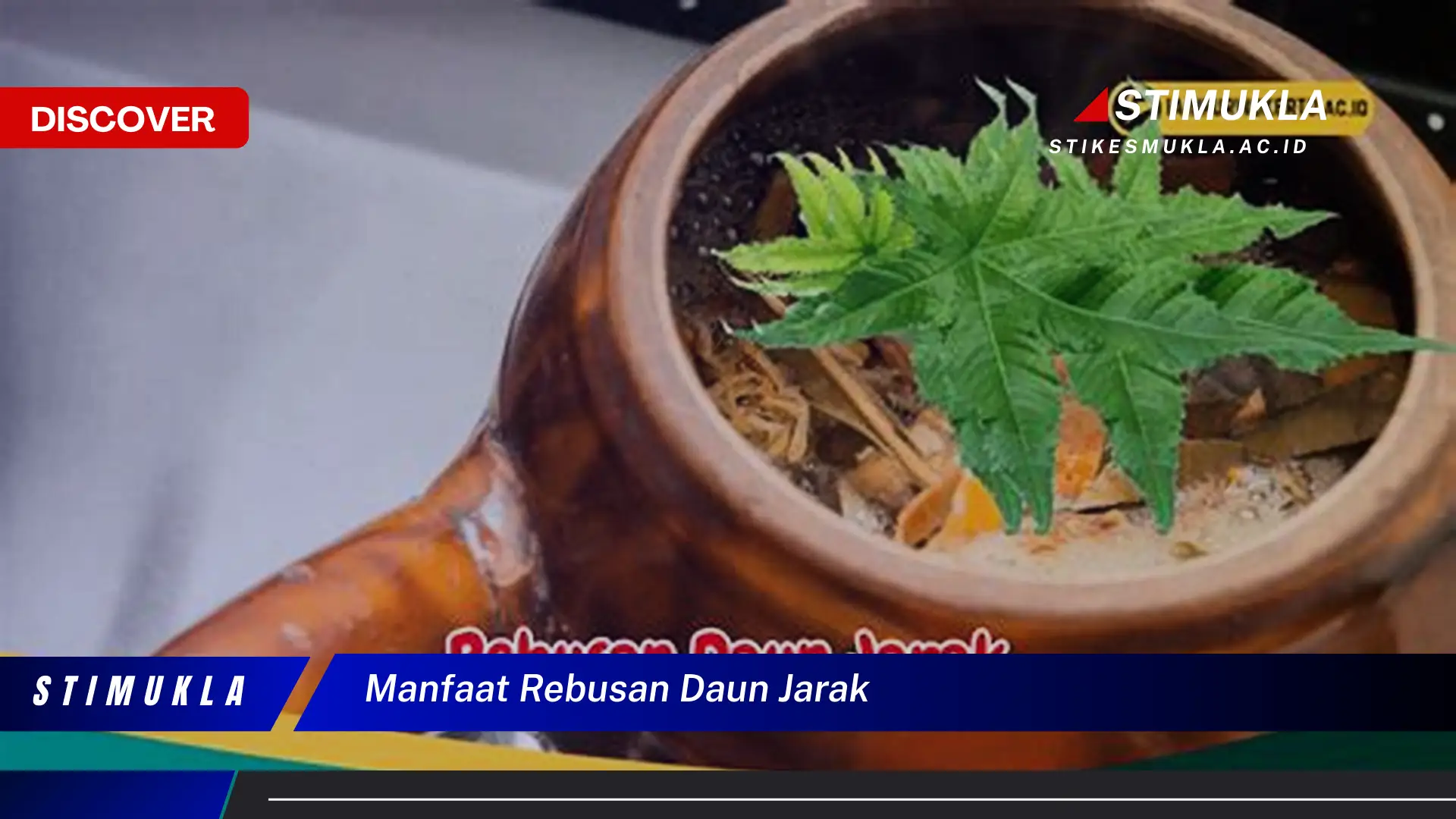 manfaat rebusan daun jarak