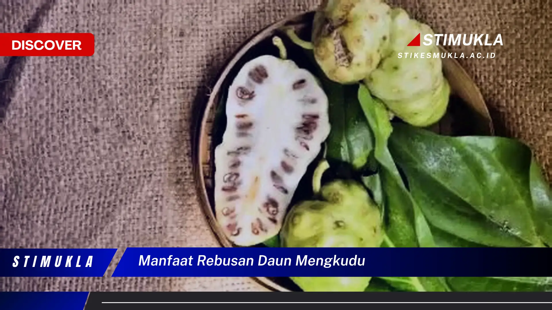 manfaat rebusan daun mengkudu