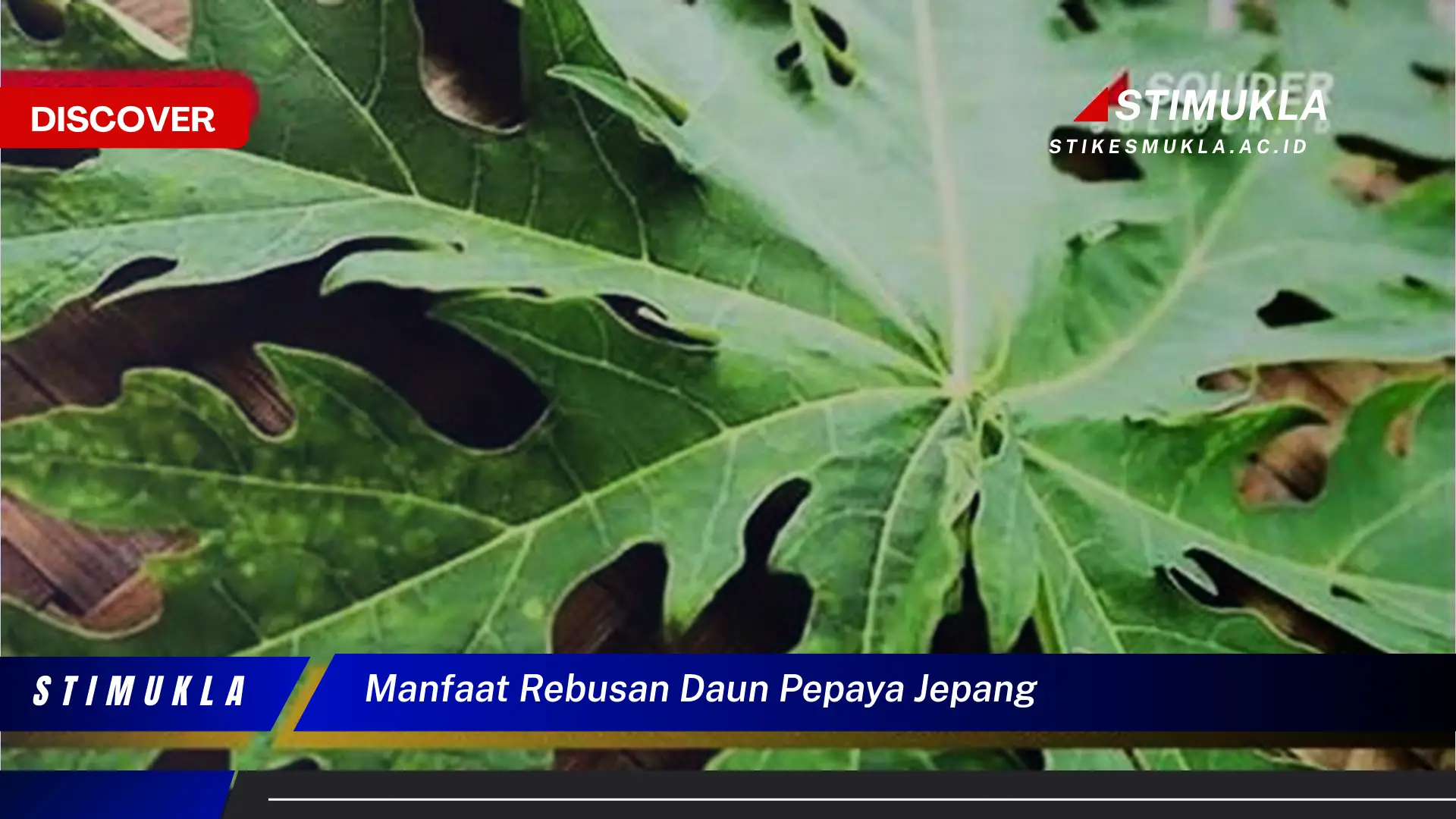 manfaat rebusan daun pepaya jepang