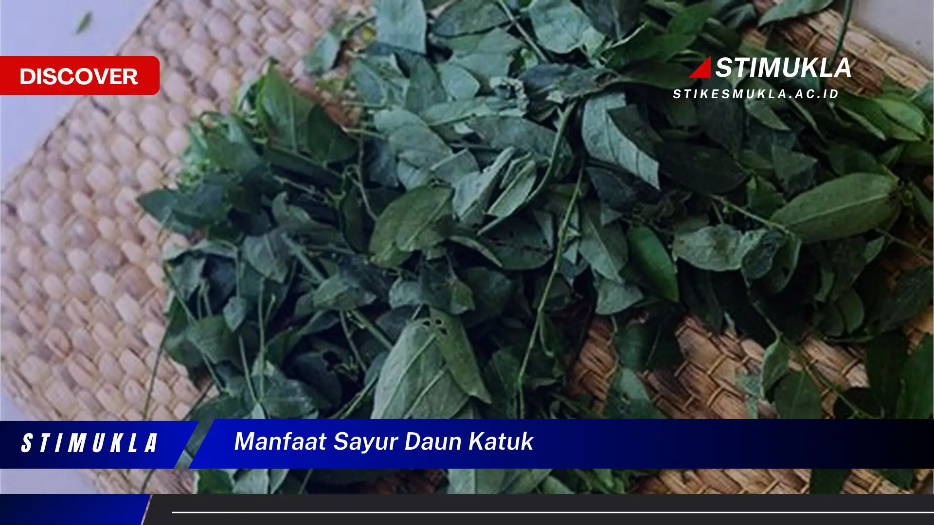 manfaat sayur daun katuk