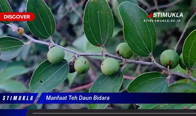 manfaat teh daun bidara